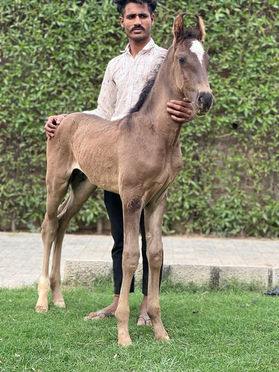 Colt Maharana - Image 2