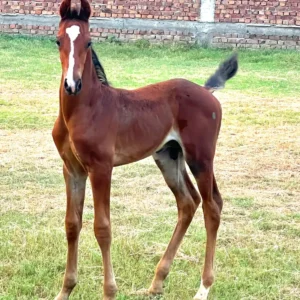 Colt Shehzada