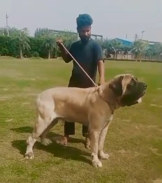 Bruno