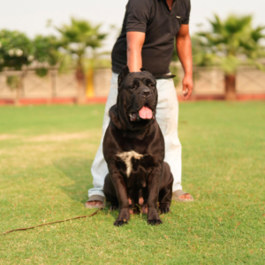 Zulie (Farm Name Zoya)